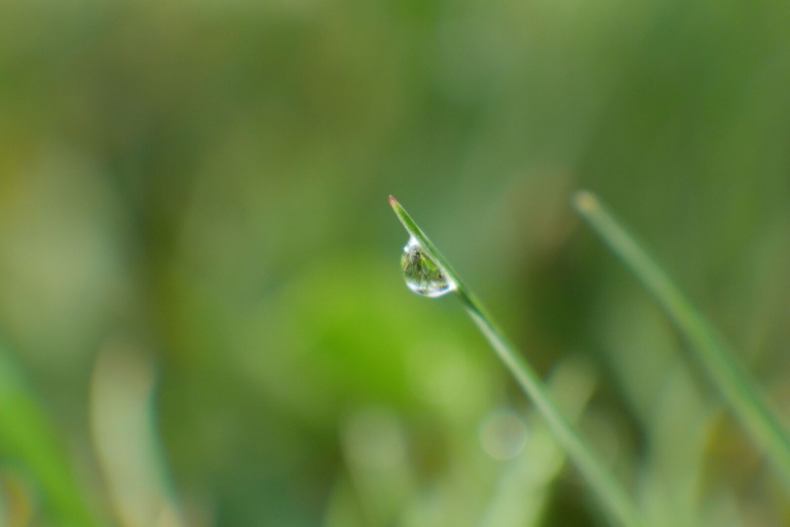 Panasonic DMC-G70 sample photo. Dew, grass, meadow photography