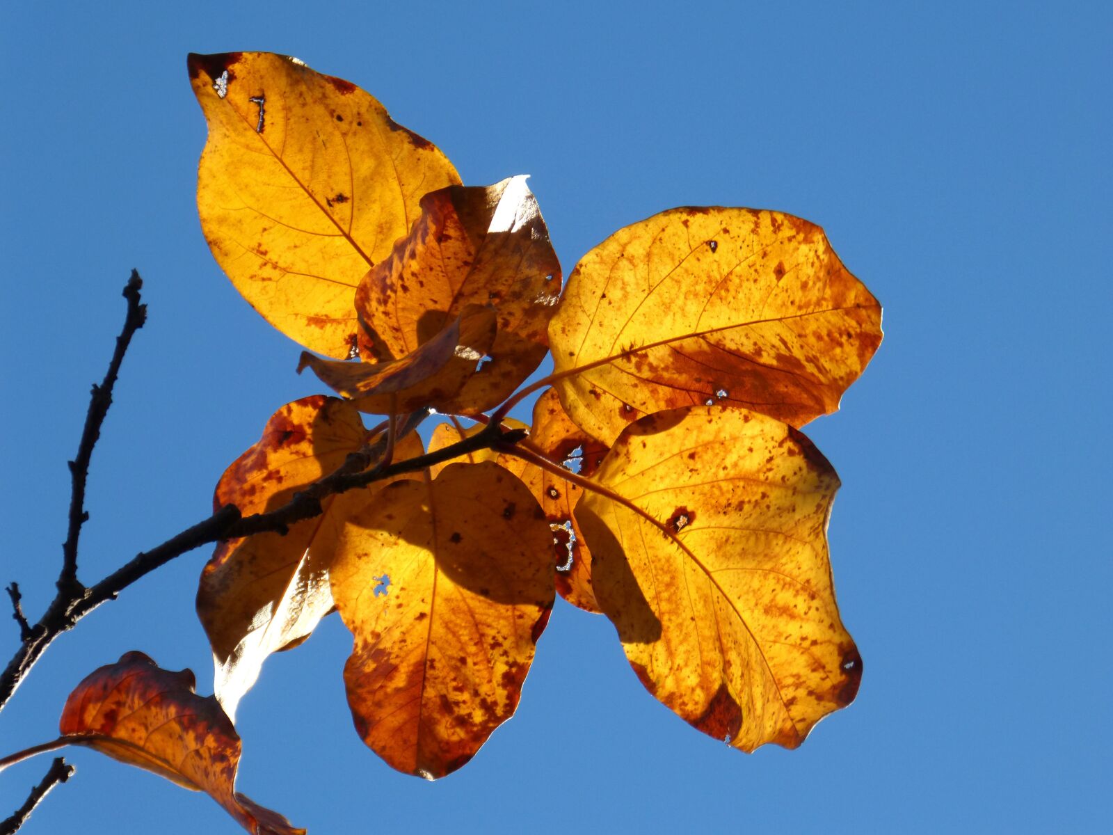 Panasonic DMC-FZ62 sample photo. Autumn, leaves, yellow photography