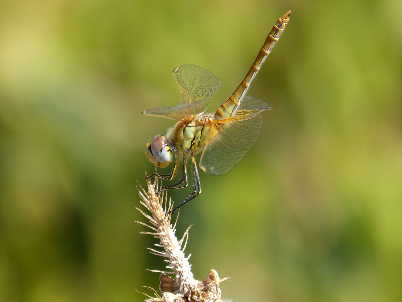 Panasonic DMC-FZ62 sample photo. Dragonfly, yellow dragonfly, insect photography