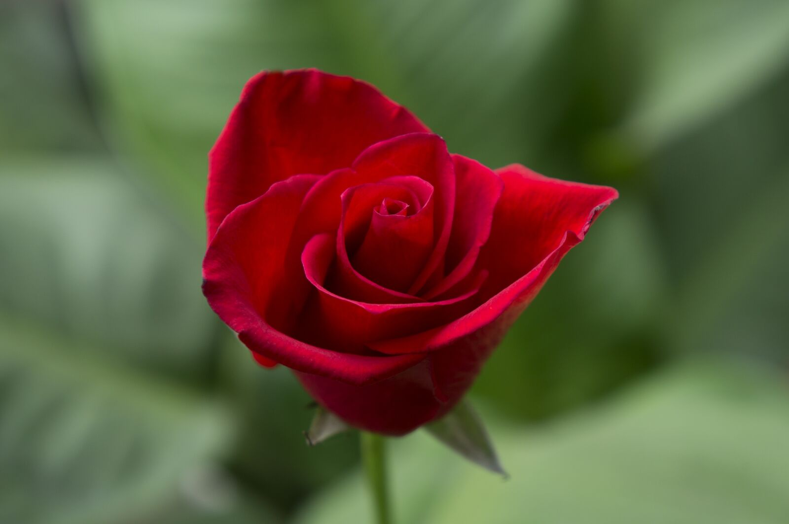 Sony Alpha NEX-F3 + Sony E 18-55mm F3.5-5.6 OSS sample photo. Emotion, roses, red rose photography