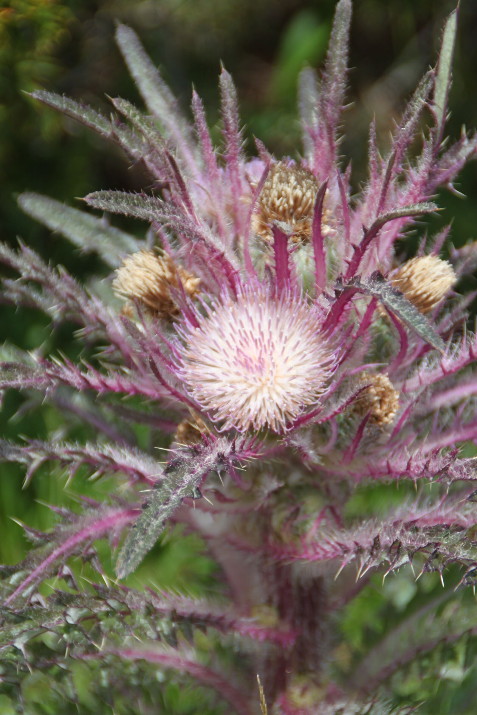 Canon EOS 500D (EOS Rebel T1i / EOS Kiss X3) sample photo. Elk thistle, flower, yellowstone photography