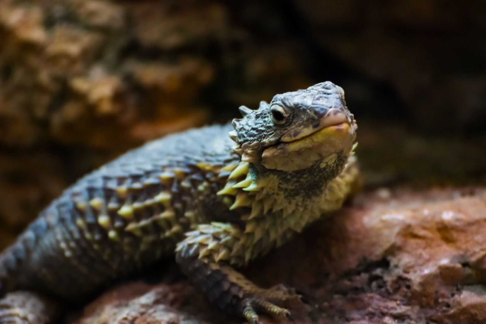 Canon EOS 800D (EOS Rebel T7i / EOS Kiss X9i) sample photo. Lizard, reptile, gecko photography