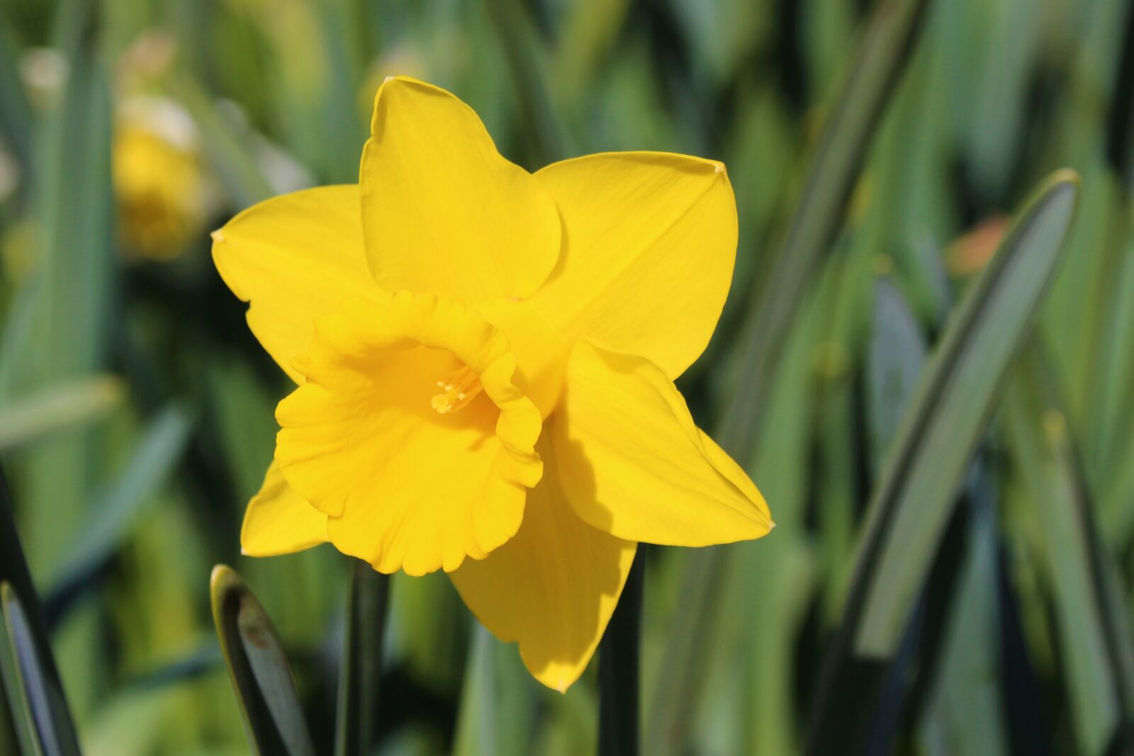 Canon EOS 700D (EOS Rebel T5i / EOS Kiss X7i) sample photo. Flower, yellow, spring photography
