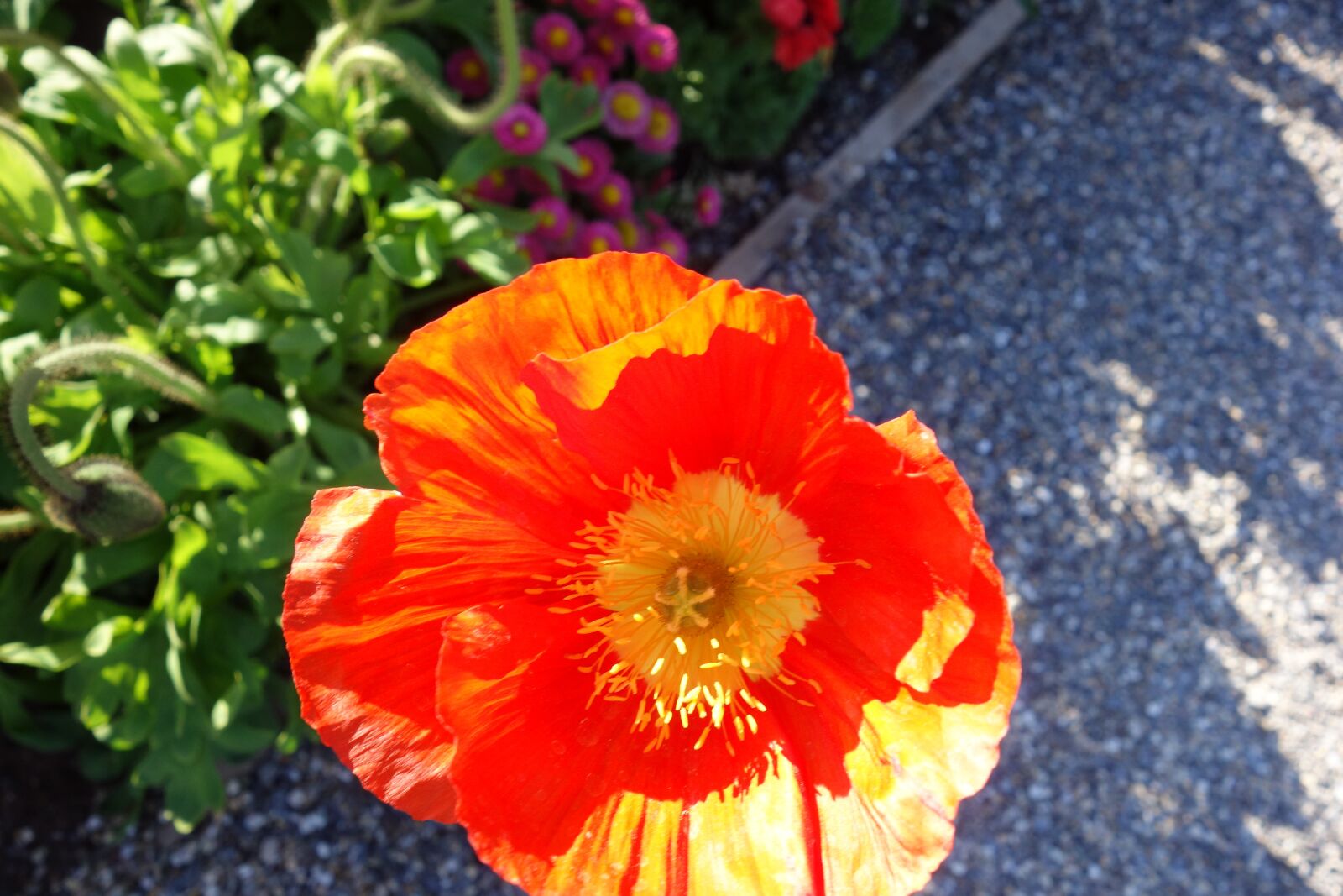 Sony Cyber-shot DSC-RX100 sample photo. Mohnblume, blüte, poppy photography