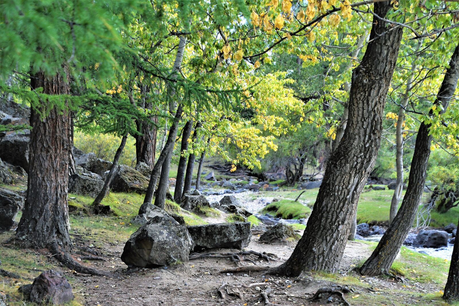 Nikon D7500 sample photo. Forest, walk, away photography
