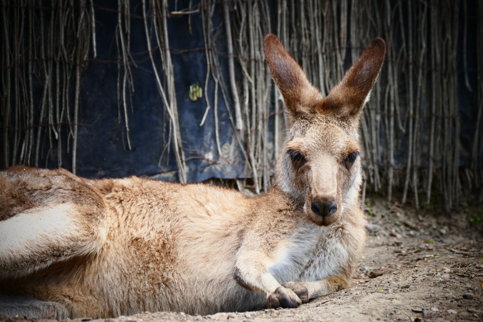 Panasonic Lumix DMC-FZ1000 sample photo. Kangaroo, australia, nature photography