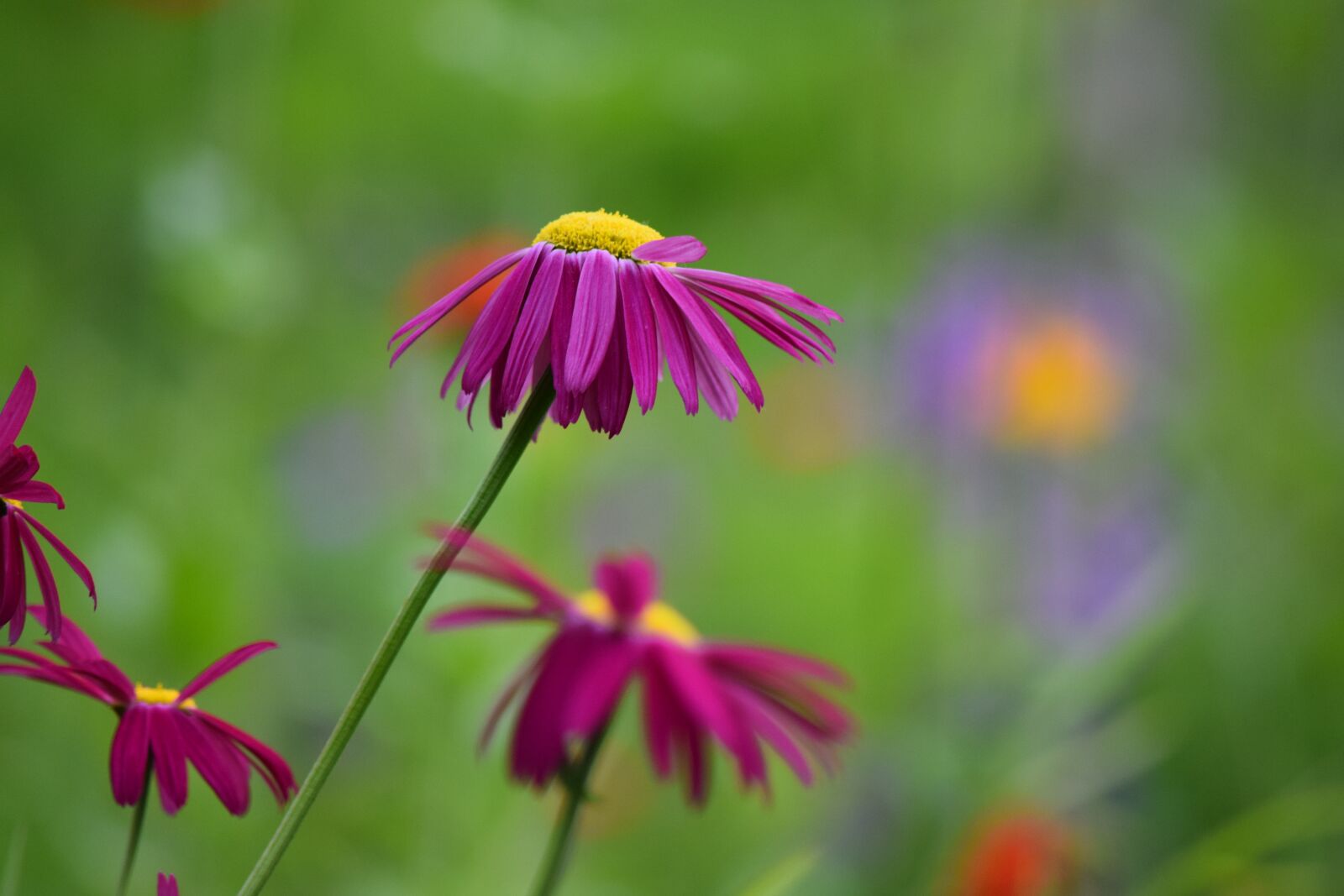 Nikon D5300 sample photo. Flowers, color, spring photography