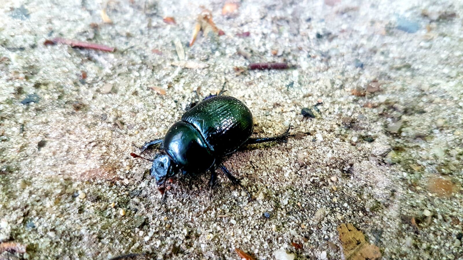 Samsung Galaxy S7 sample photo. Beetle, insect, nature photography