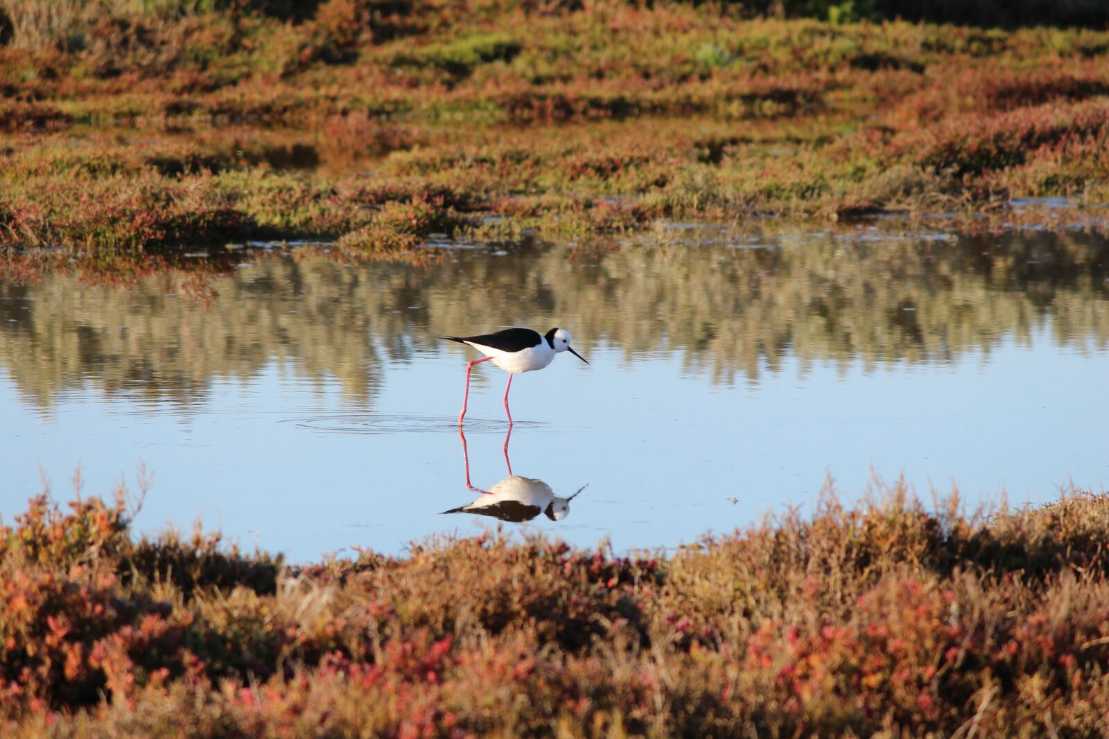 Canon EOS 700D (EOS Rebel T5i / EOS Kiss X7i) sample photo. Black-winged stilt, shorebirds, wetlands photography