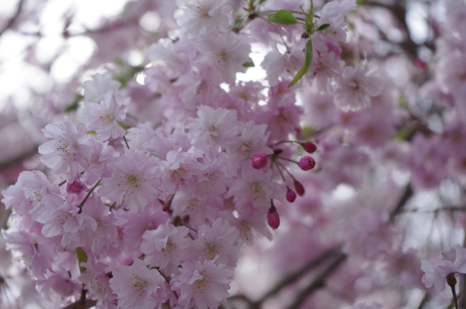 Pentax K-x sample photo. Cherry blossoms, sakura, pink photography