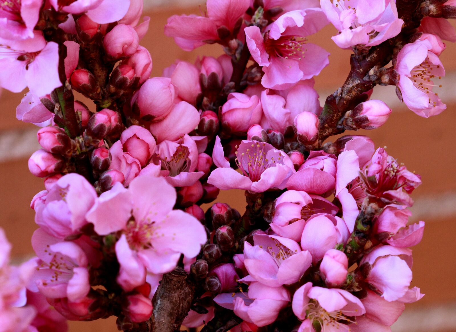 Canon EOS 7D sample photo. Plum, blossom, pink photography