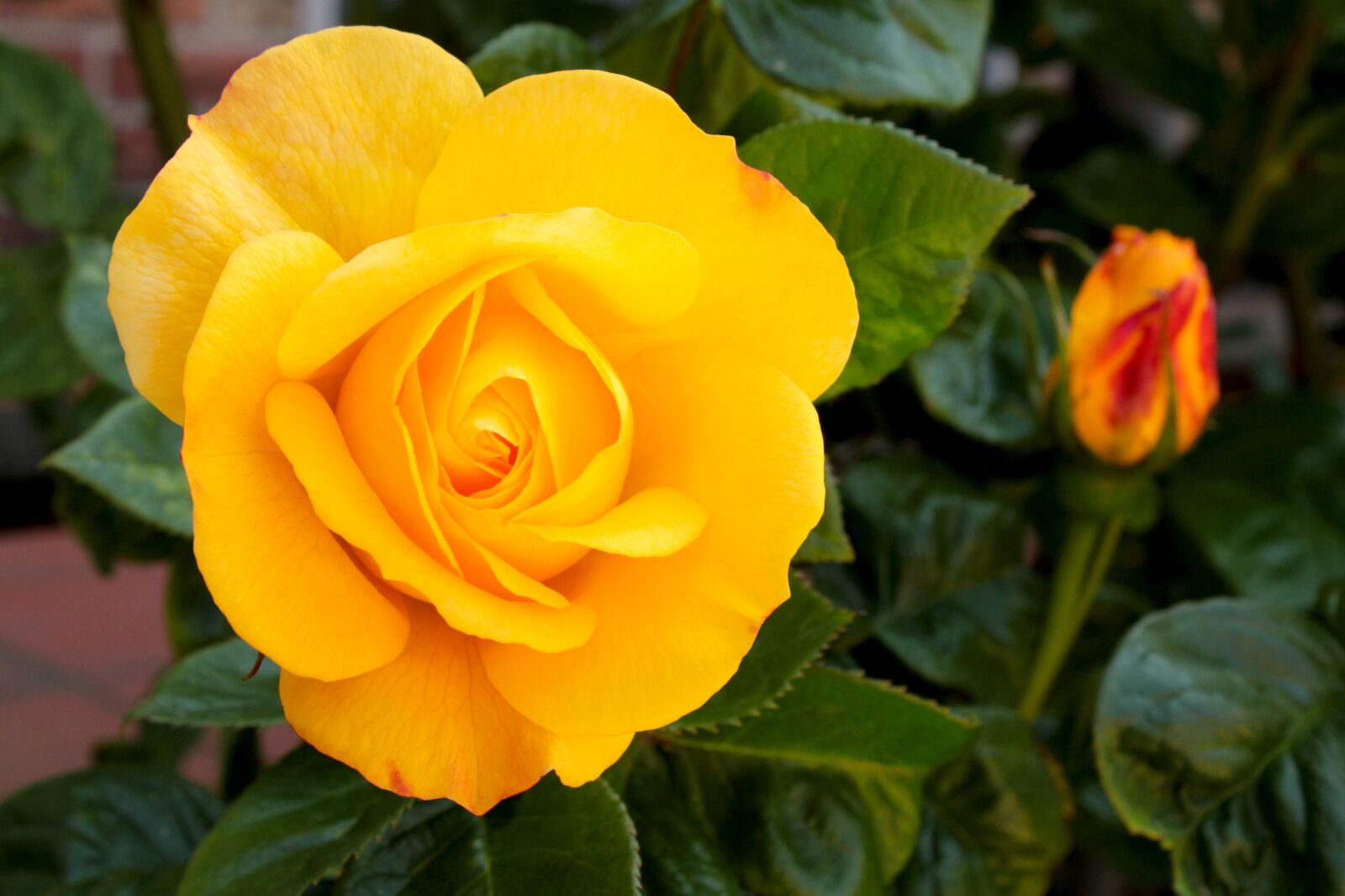 Canon EOS 2000D (EOS Rebel T7 / EOS Kiss X90 / EOS 1500D) sample photo. Yellow rose, rose, feeling photography