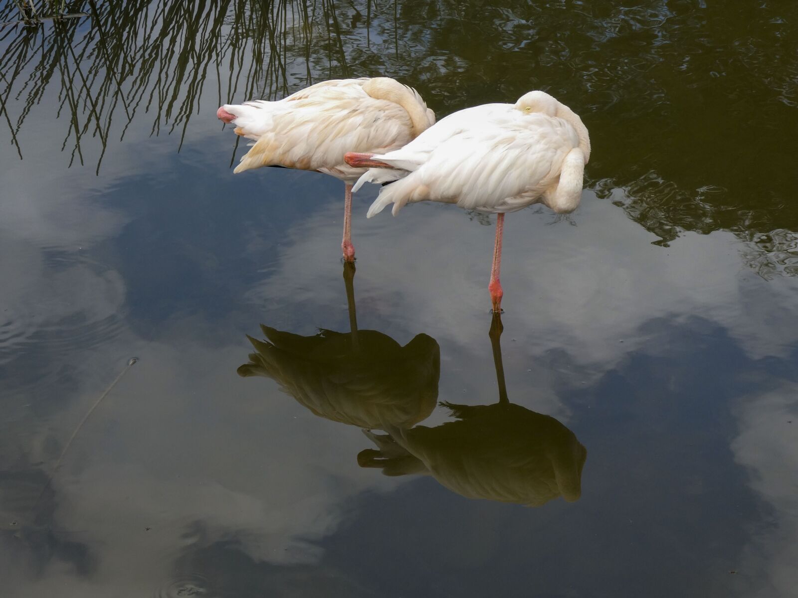 Panasonic Lumix DC-ZS70 (Lumix DC-TZ90) sample photo. Flamingos, sleeping, animals photography
