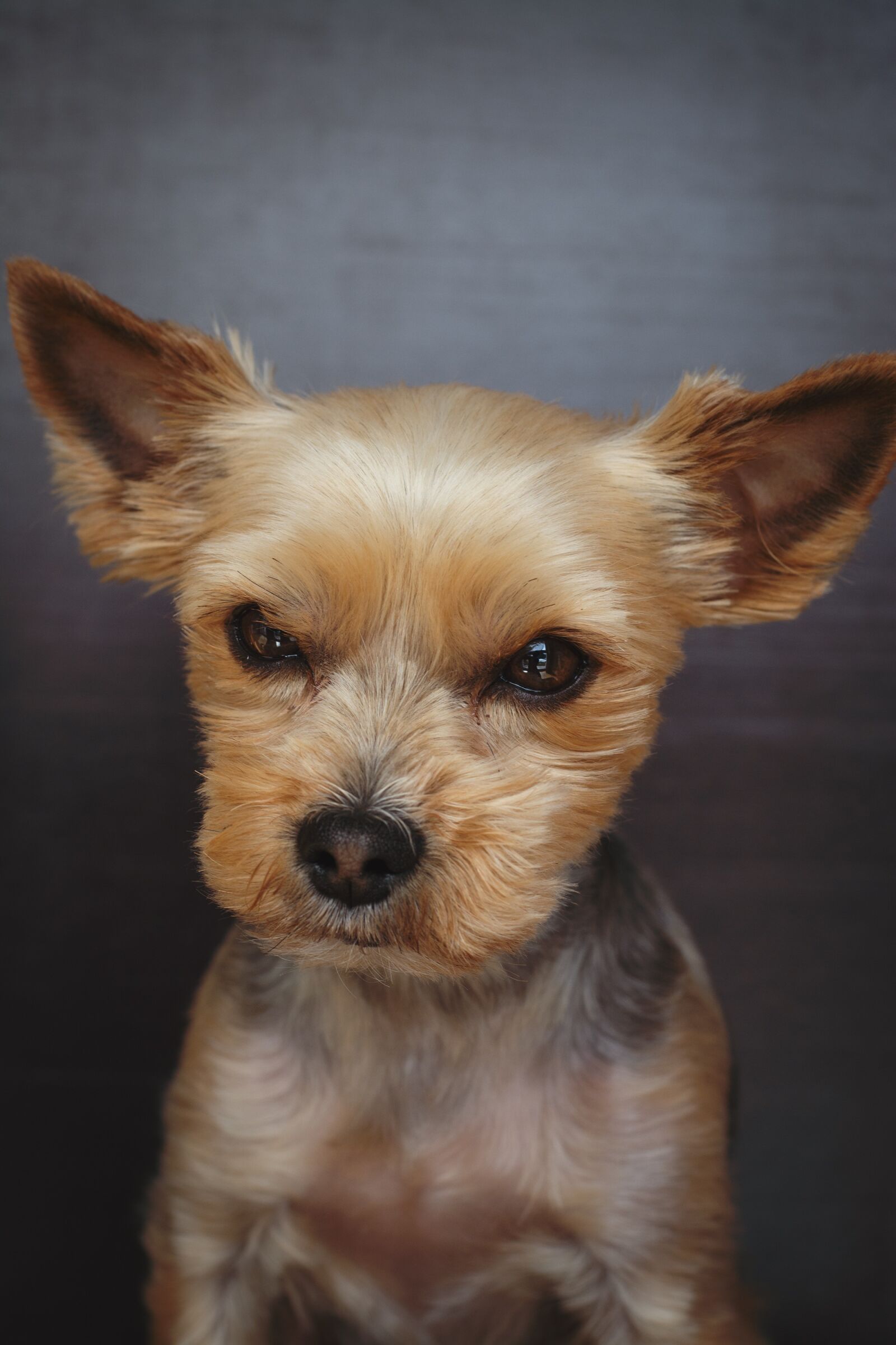 Nikon D7100 sample photo. Dog, yorki, terrier photography