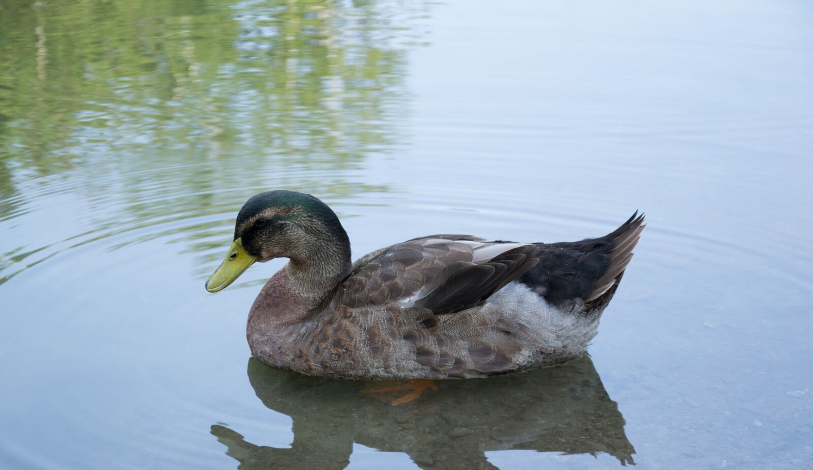 Nikon D3100 sample photo. Duck, waterfowl, pond photography