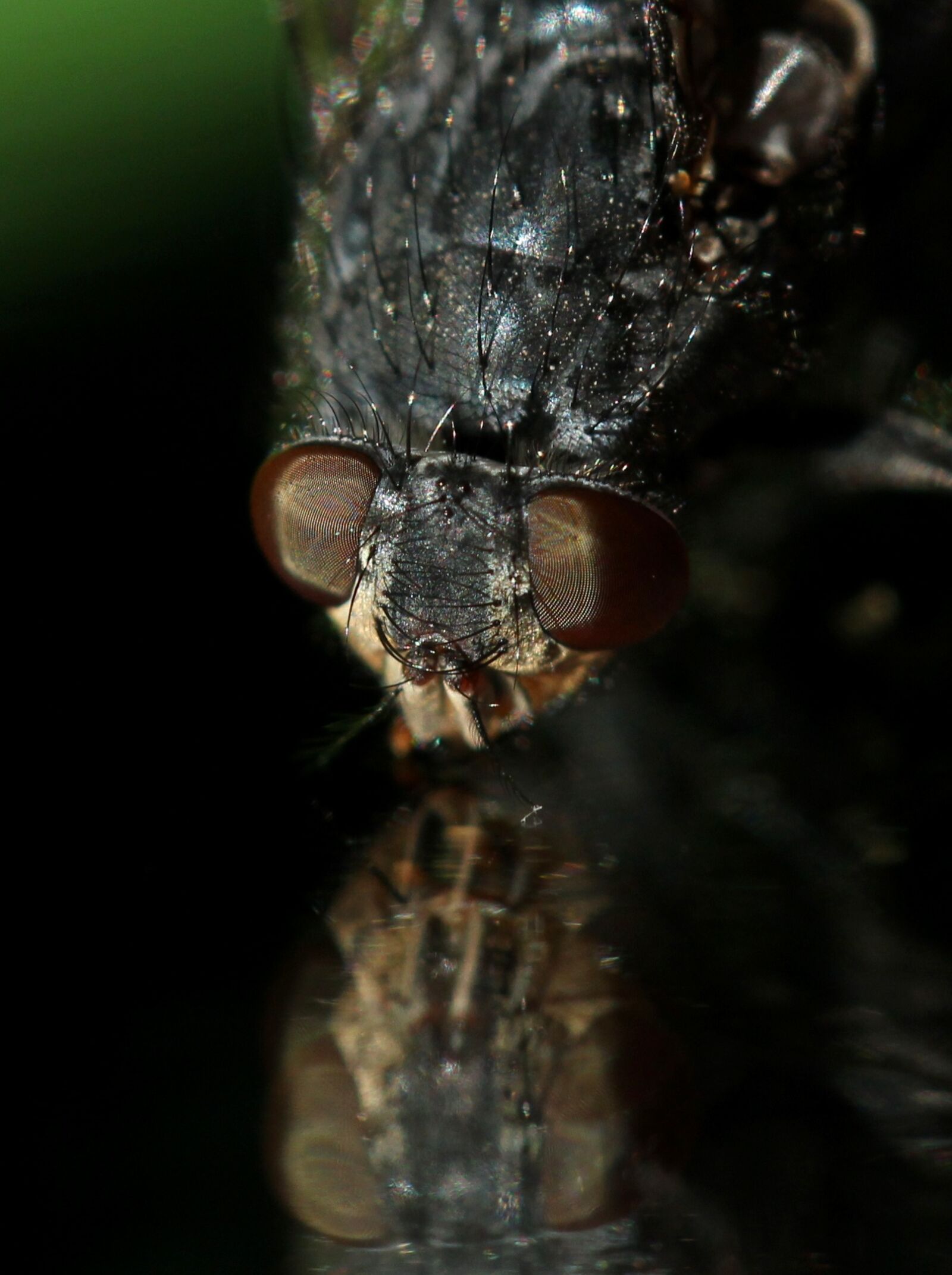 Canon EF-S 60mm F2.8 Macro USM sample photo. Fly, insecta, wet photography