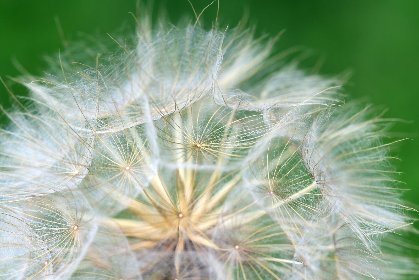 Nikon D750 sample photo. Flying seeds, dandelion, nature photography