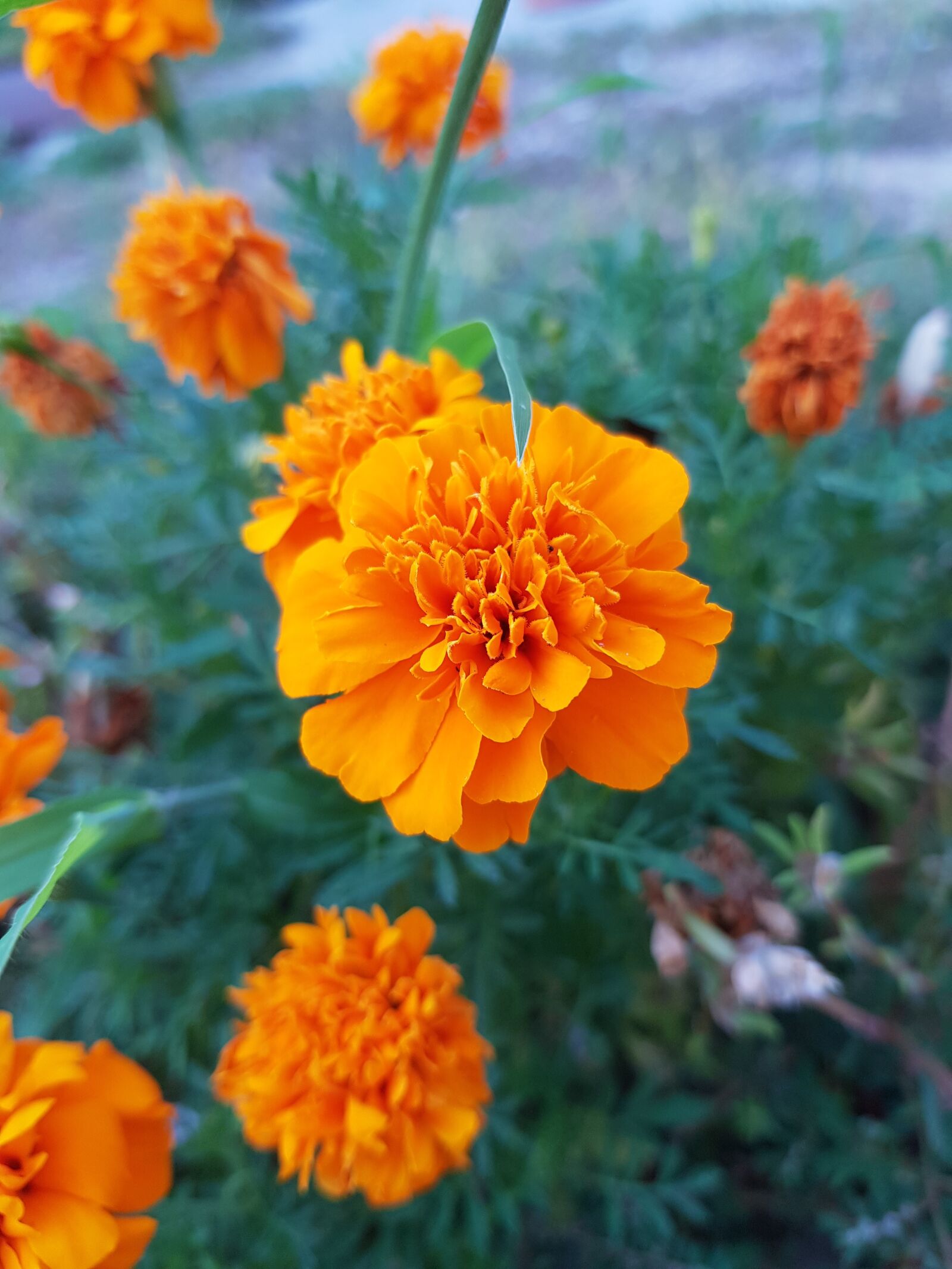 Samsung Galaxy S8+ sample photo. Marigold, orange, orange flower photography