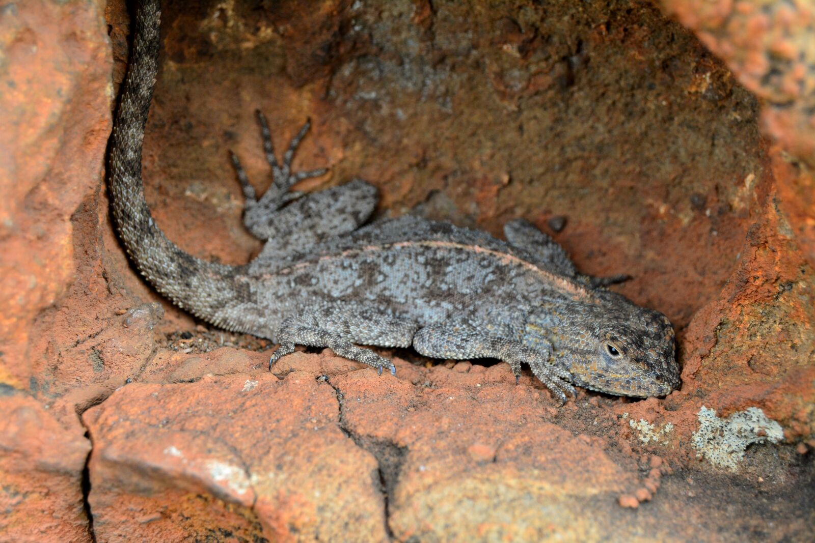 Nikon D5200 sample photo. Rock, agama, lizard photography