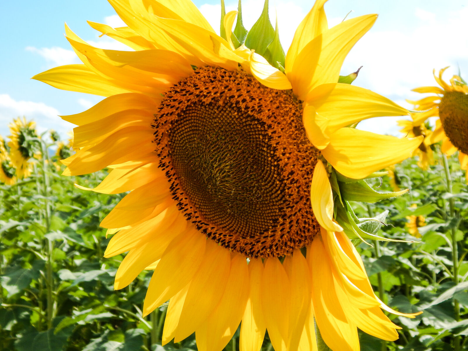 Nikon Coolpix L830 sample photo. Sunflower photography