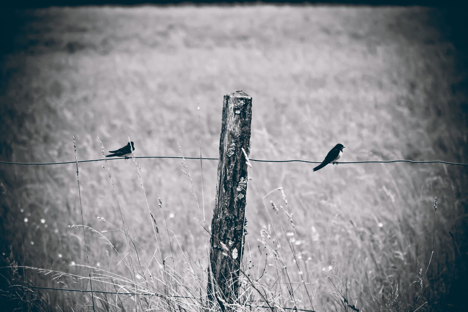 Olympus OM-D E-M10 sample photo. Fence, birds, nature photography