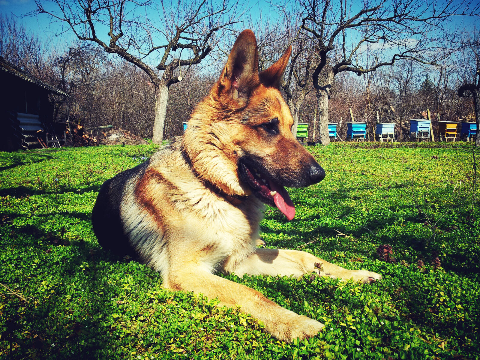 Samsung Galaxy S2 sample photo. Adorable, animal, breed, canine photography
