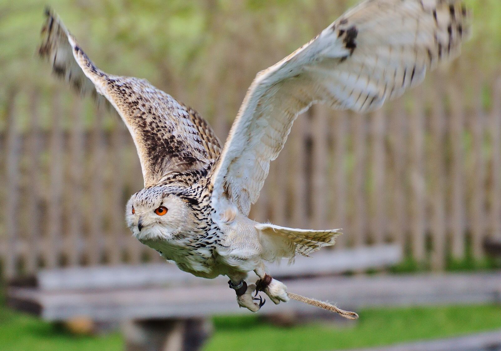 Nikon D3200 sample photo. Owl, wildpark poing, bird photography
