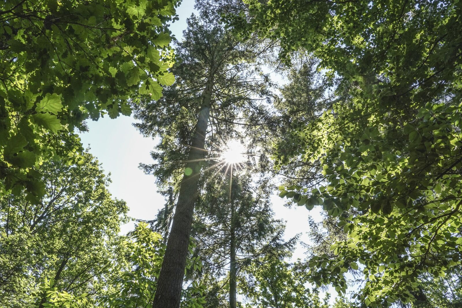 Sony a7 III sample photo. Forest, sonnenstern, lights game photography