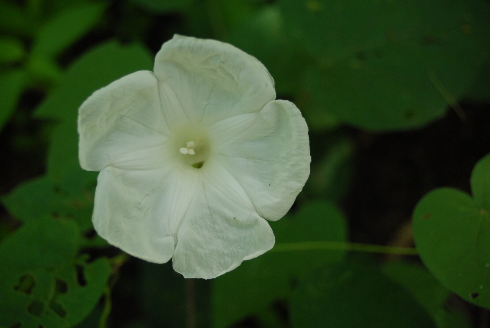 Nikon D200 sample photo. Flower, nature, garden photography