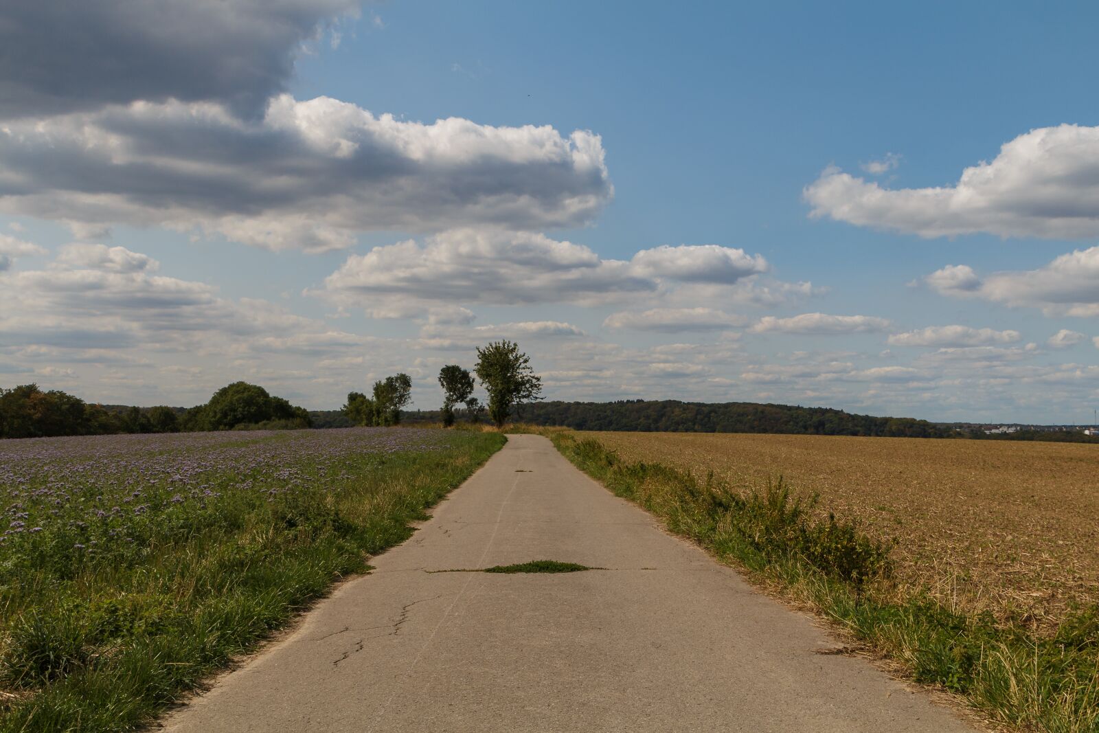 Canon EOS 70D sample photo. Away, field, sky photography