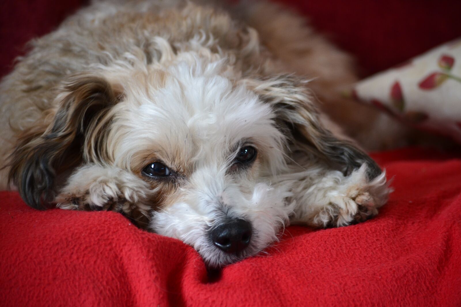 Nikon D3100 sample photo. Dog, chinese crested, chinese photography