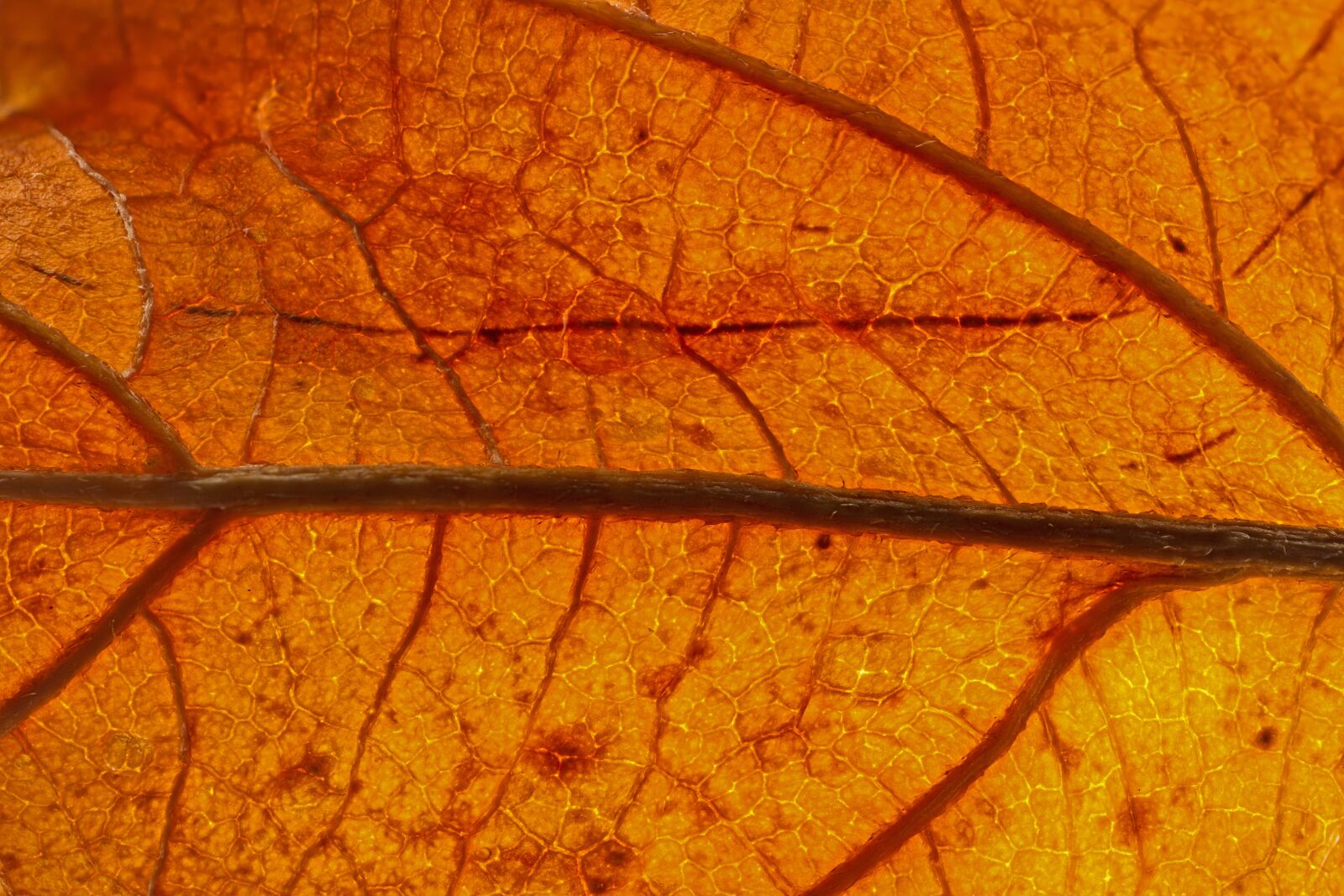 Tamron SP AF 60mm F2 Di II LD IF Macro sample photo. Leaf, veins, leaf veins photography