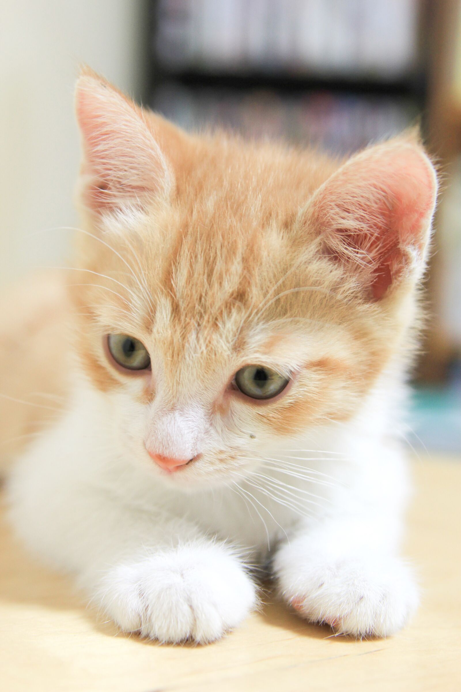 Canon EOS 60D sample photo. Cat, baby cats photography
