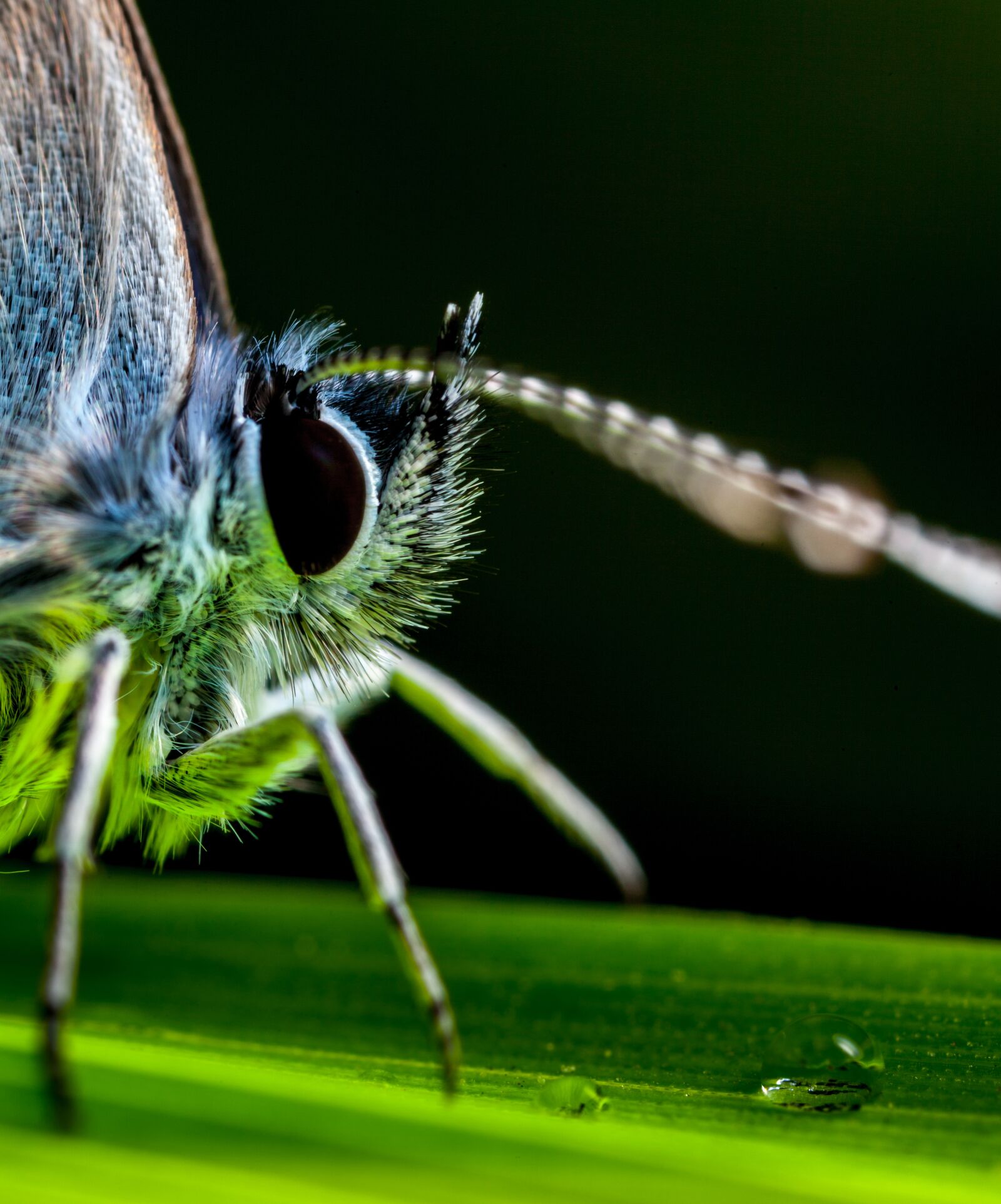 Canon EOS 5D Mark II + Canon MP-E 65mm F2.5 1-5x Macro Photo sample photo. Insect, butterfly, animals photography