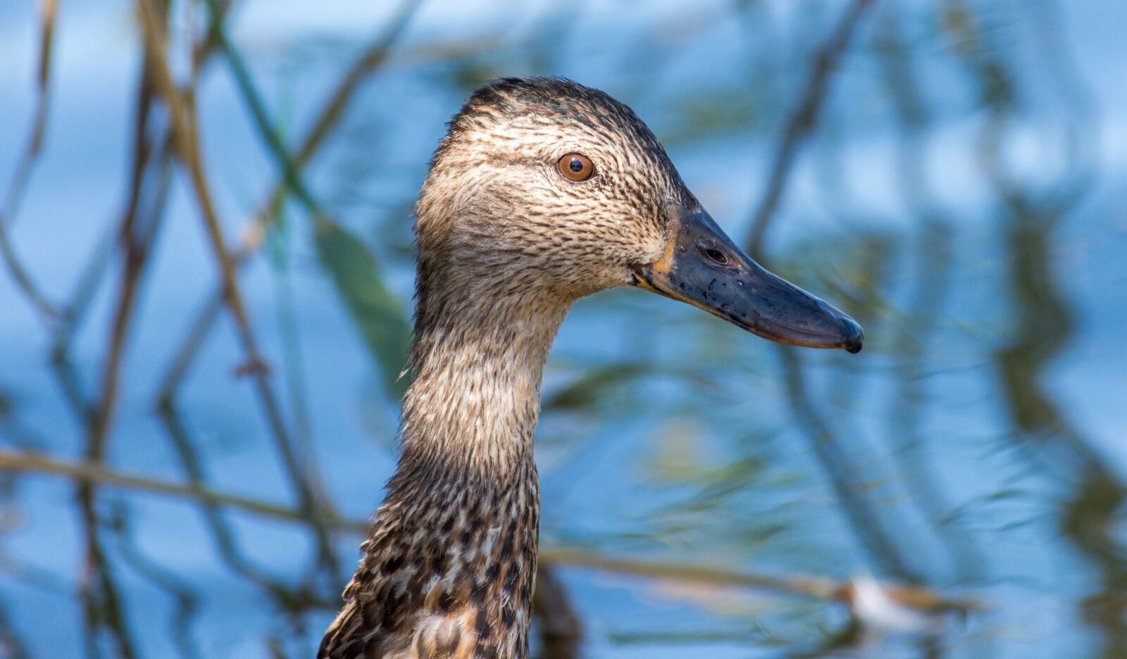Nikon D7200 sample photo. Teal, winged, duck photography