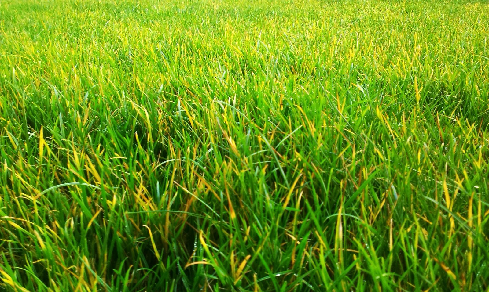 HTC DESIRE 500 sample photo. Green, grass photography