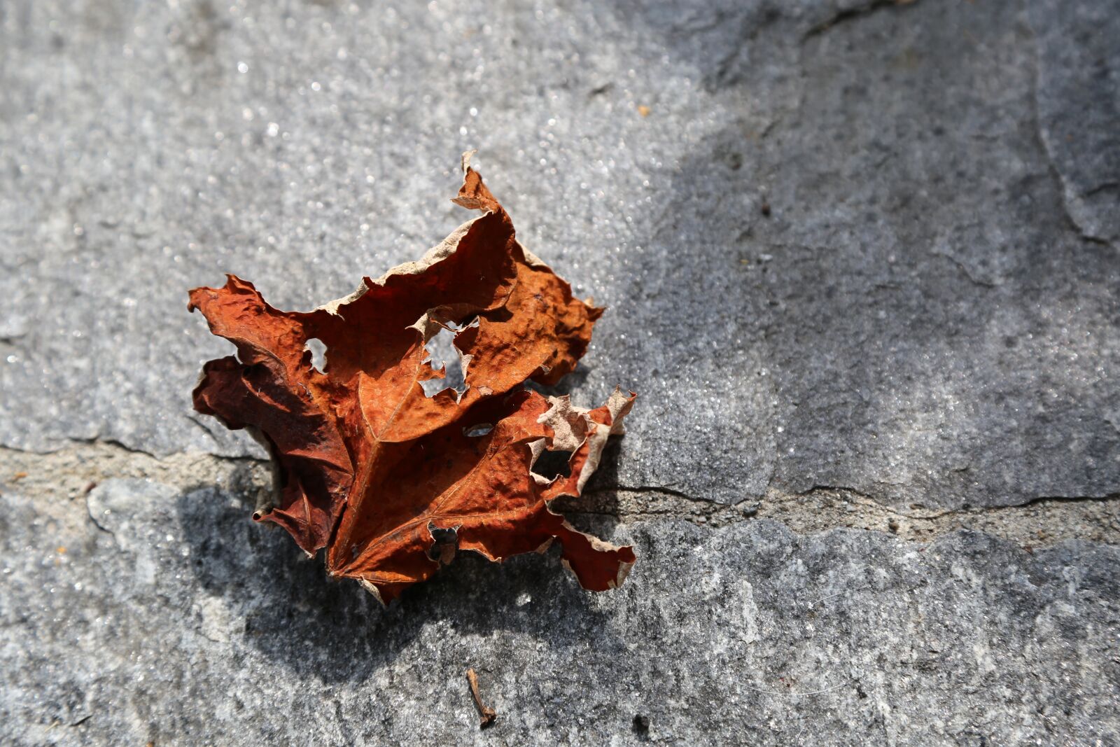 Canon EOS 6D + Canon EF 24-105mm F4L IS USM sample photo. The vine leaf, withers photography