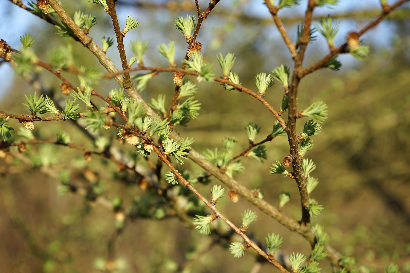 Sony a7 II + Sony FE 28-70mm F3.5-5.6 OSS sample photo. Larch, tree, plant photography