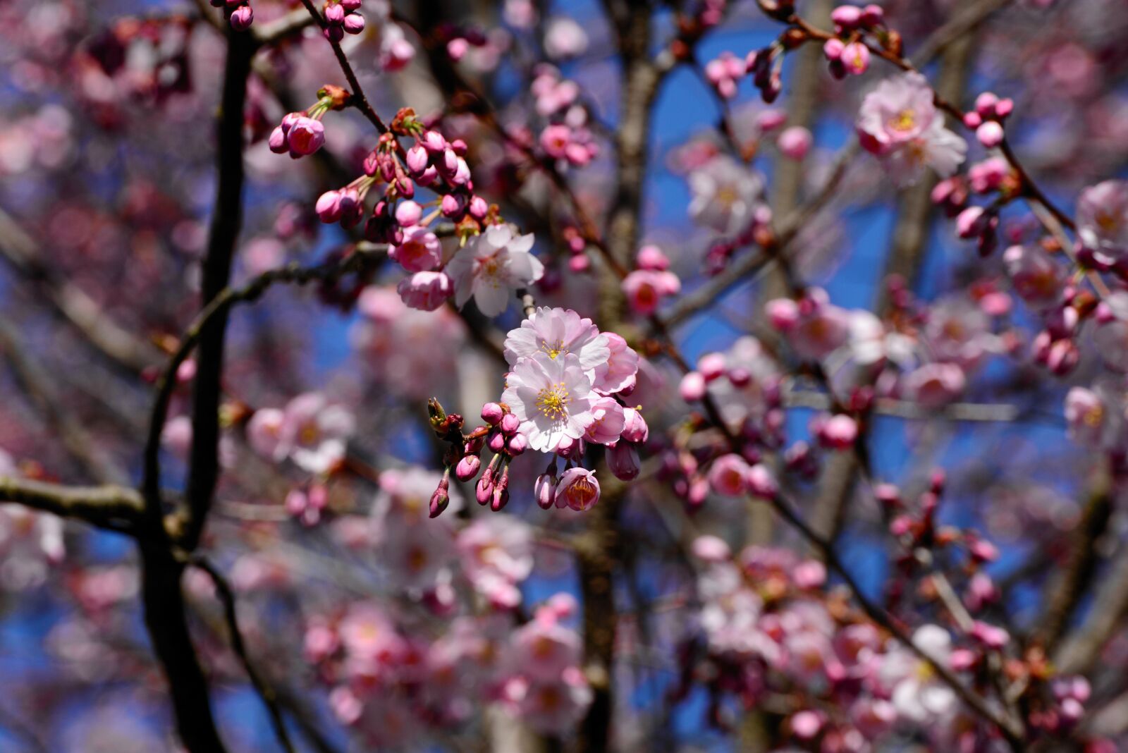 Nikon D610 sample photo. Japanese cherry blossom, cherry photography