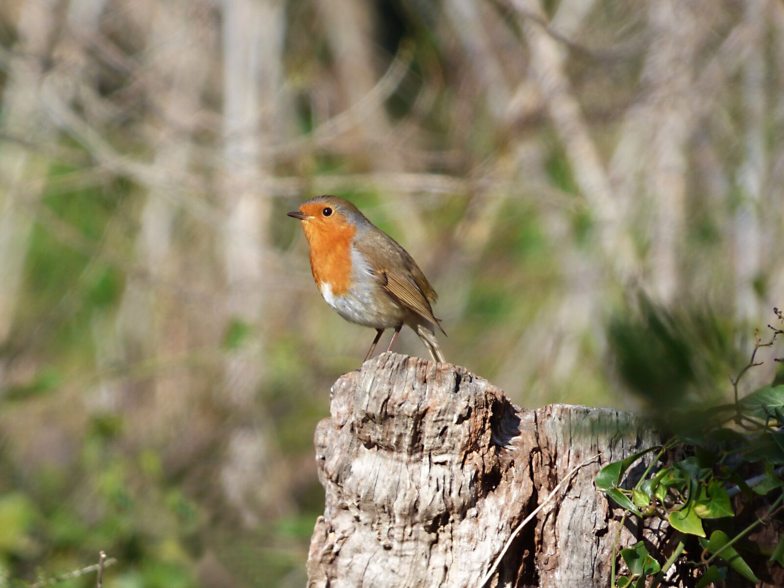 Panasonic Lumix DMC-FZ70 sample photo. Robin, bird, trunk photography