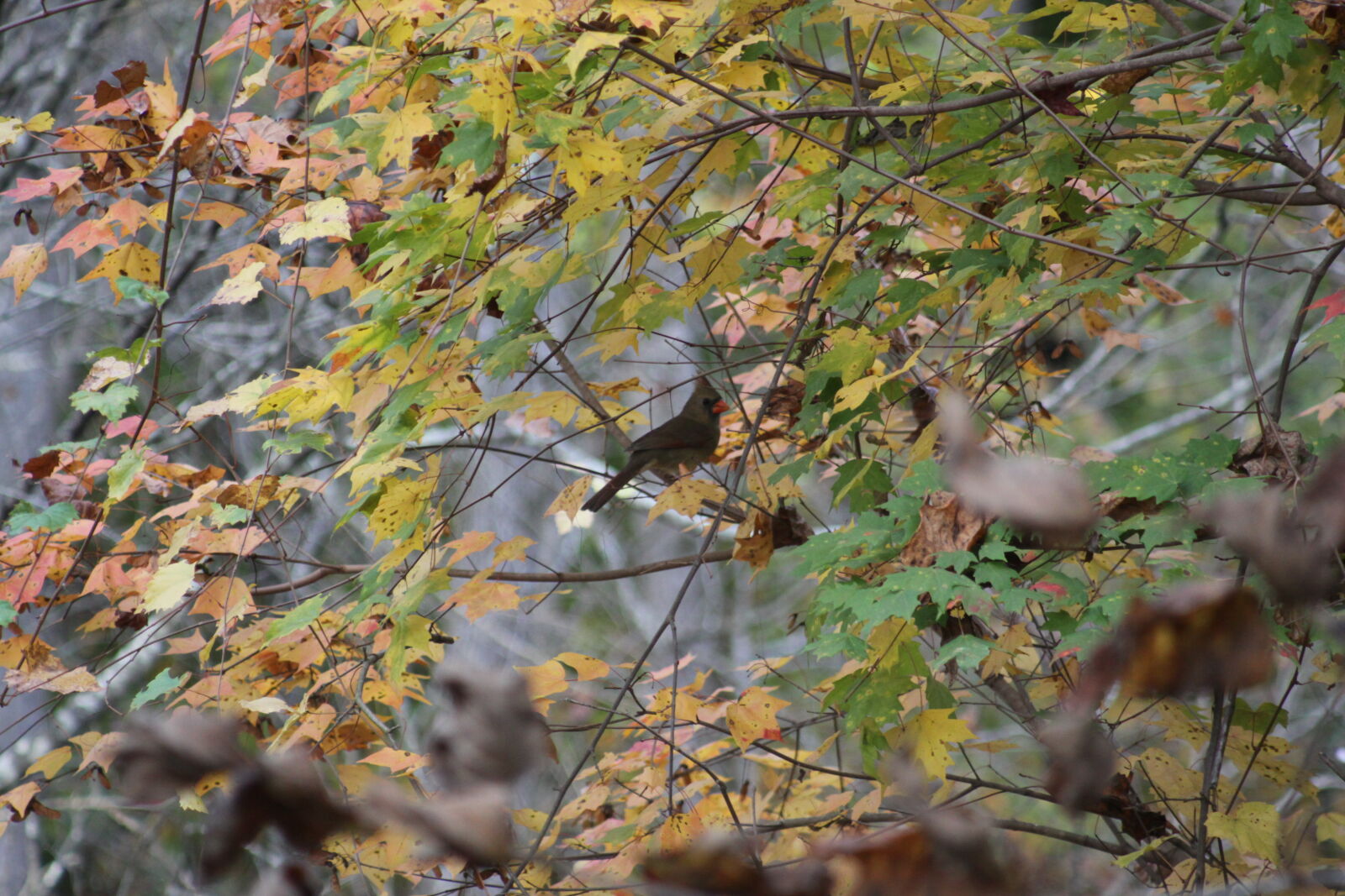 Canon EOS 50D sample photo