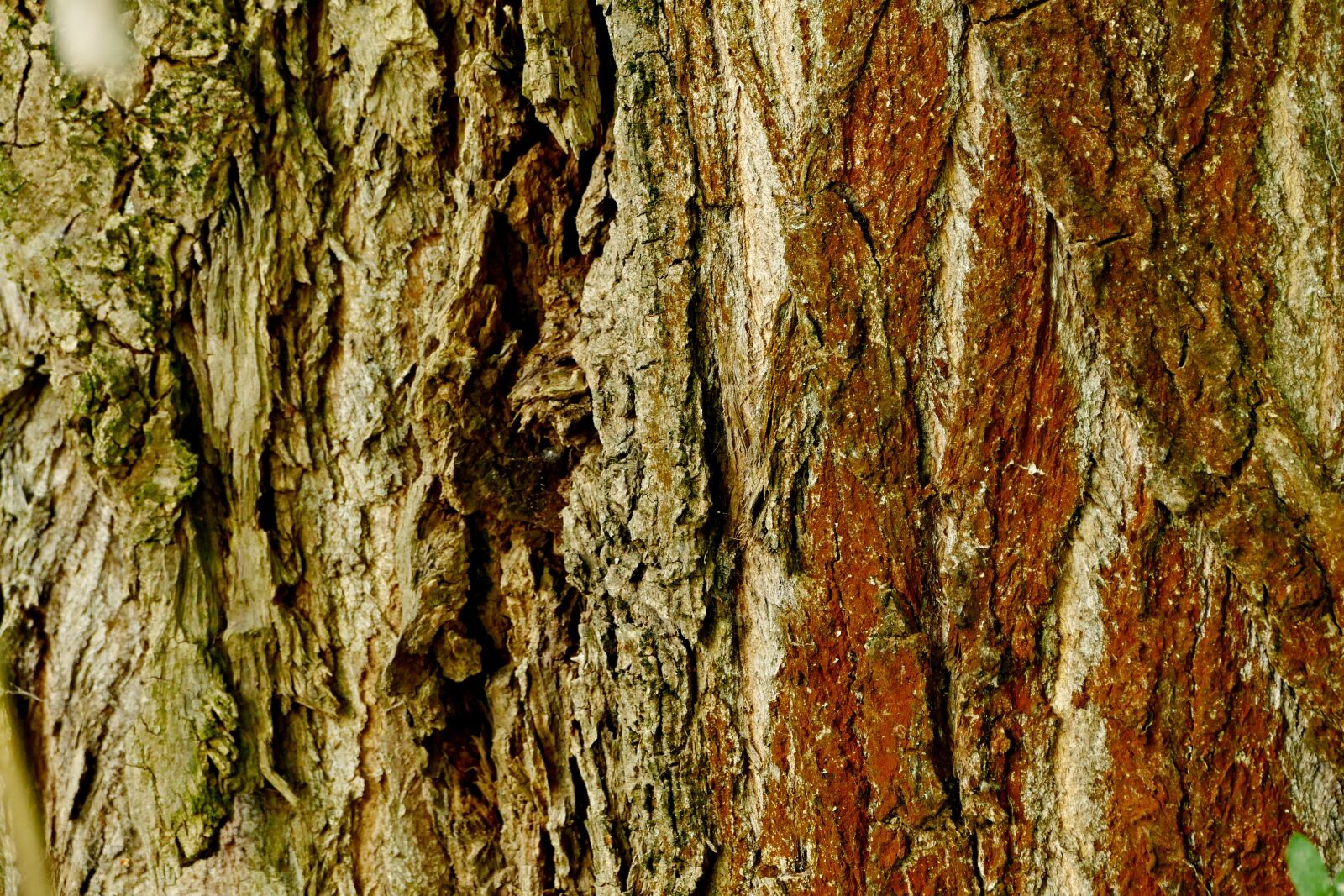 Panasonic Lumix DMC-FZ1000 sample photo. Tree, wood, bark photography