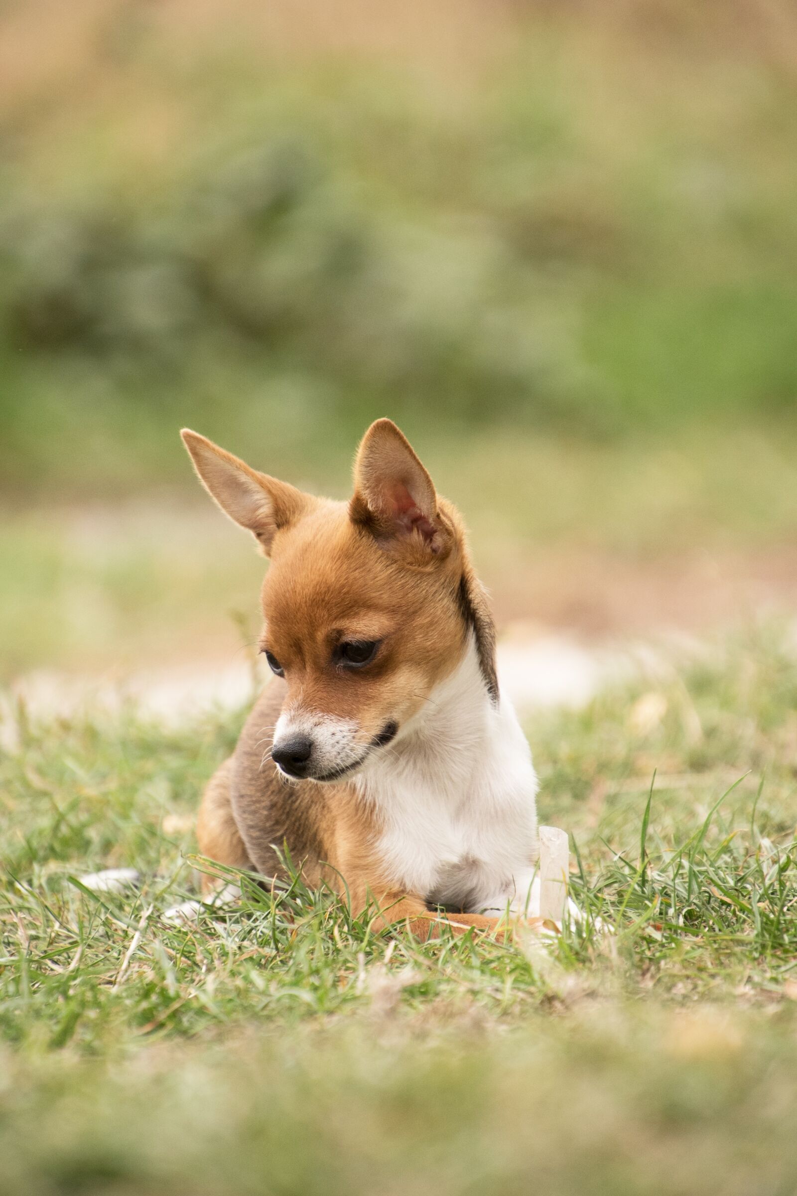 Nikon D750 sample photo. Dog, animal, mammal photography