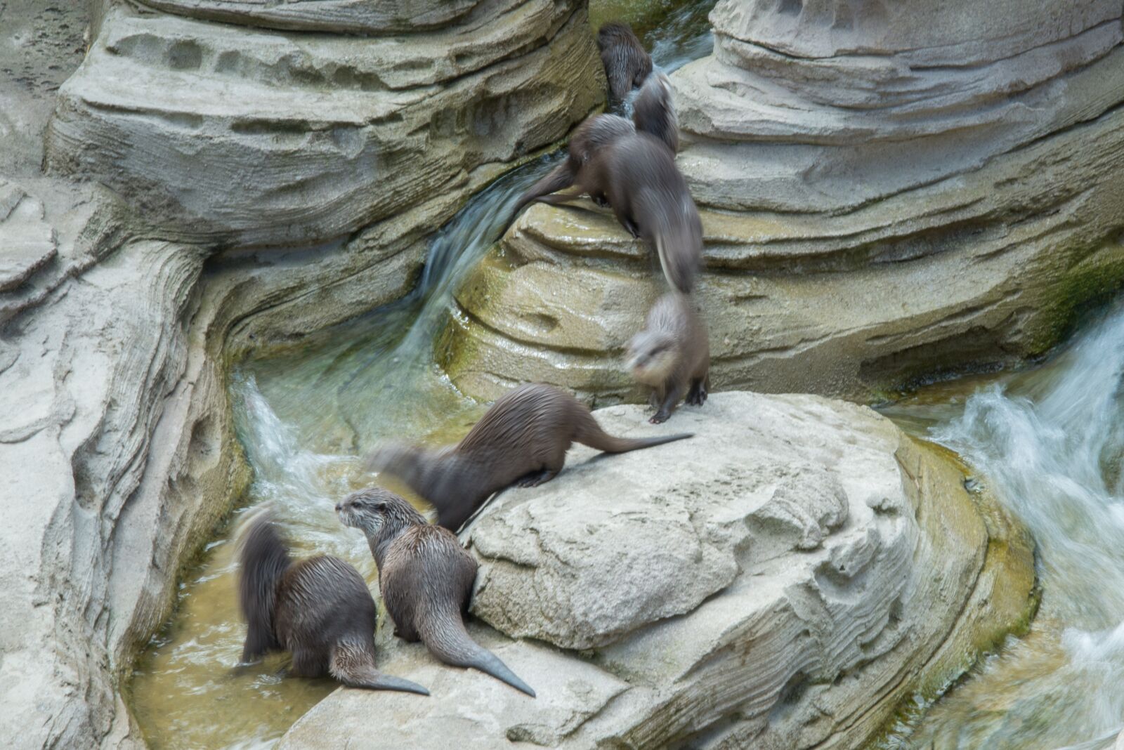 Nikon D600 sample photo. Otter, dwarf, motion photography