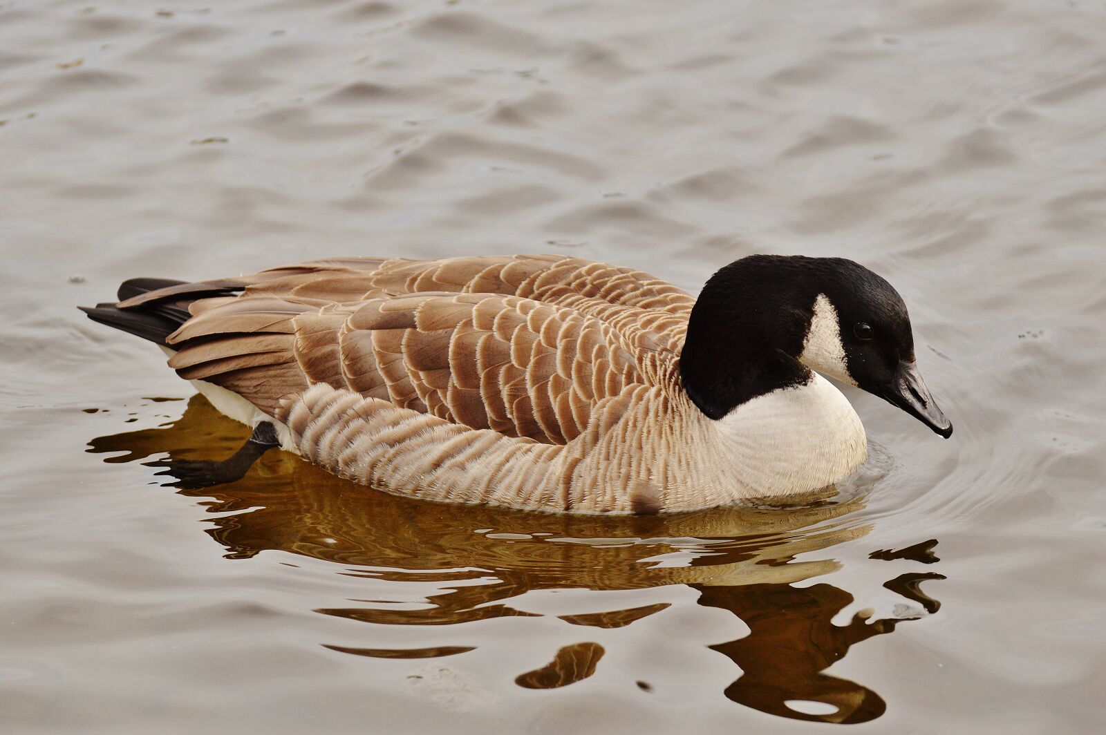 Nikon D3200 sample photo. Goose, poultry, animal photography
