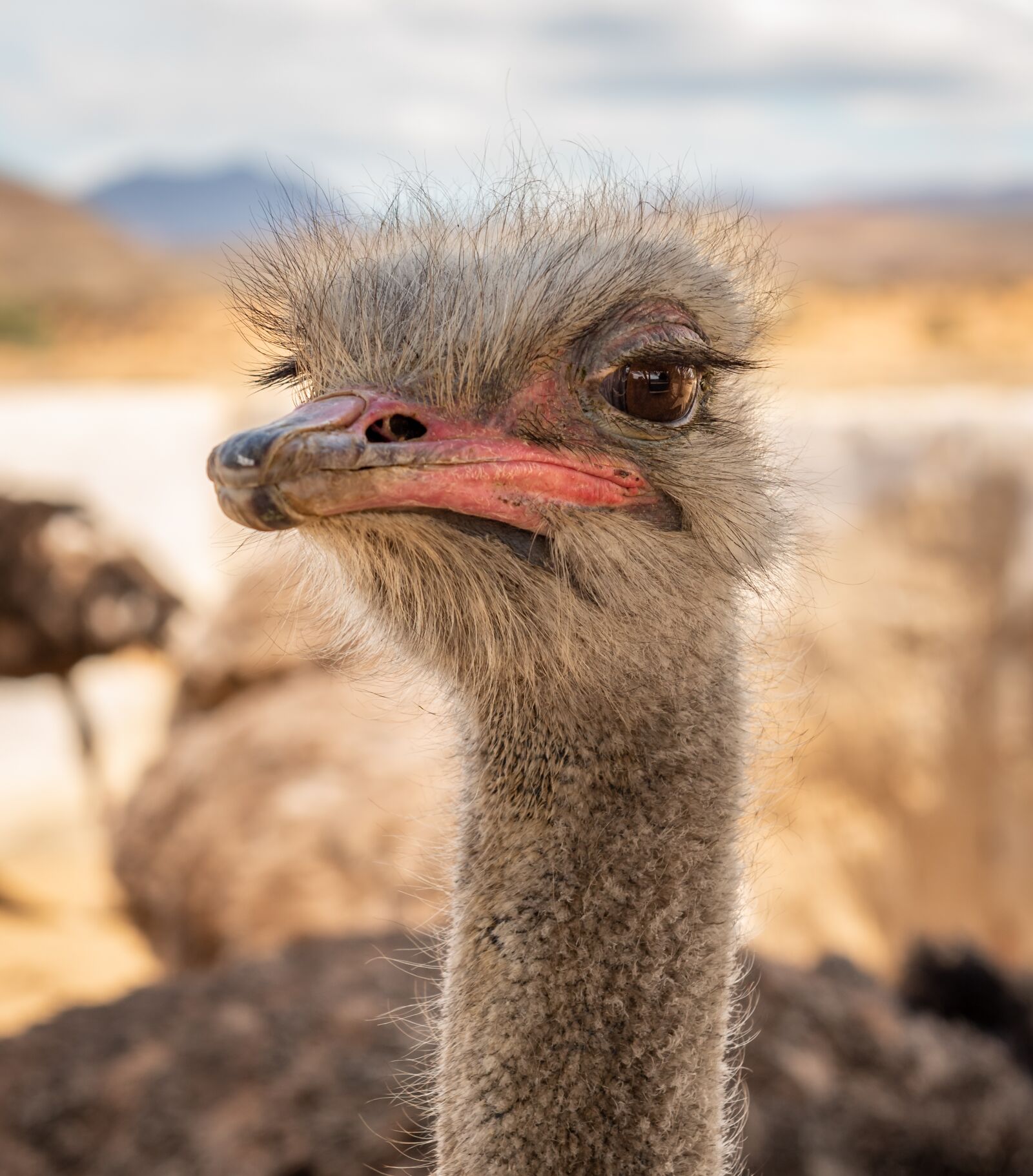 Nikon D750 sample photo. Bouquet, flightless bird, head photography