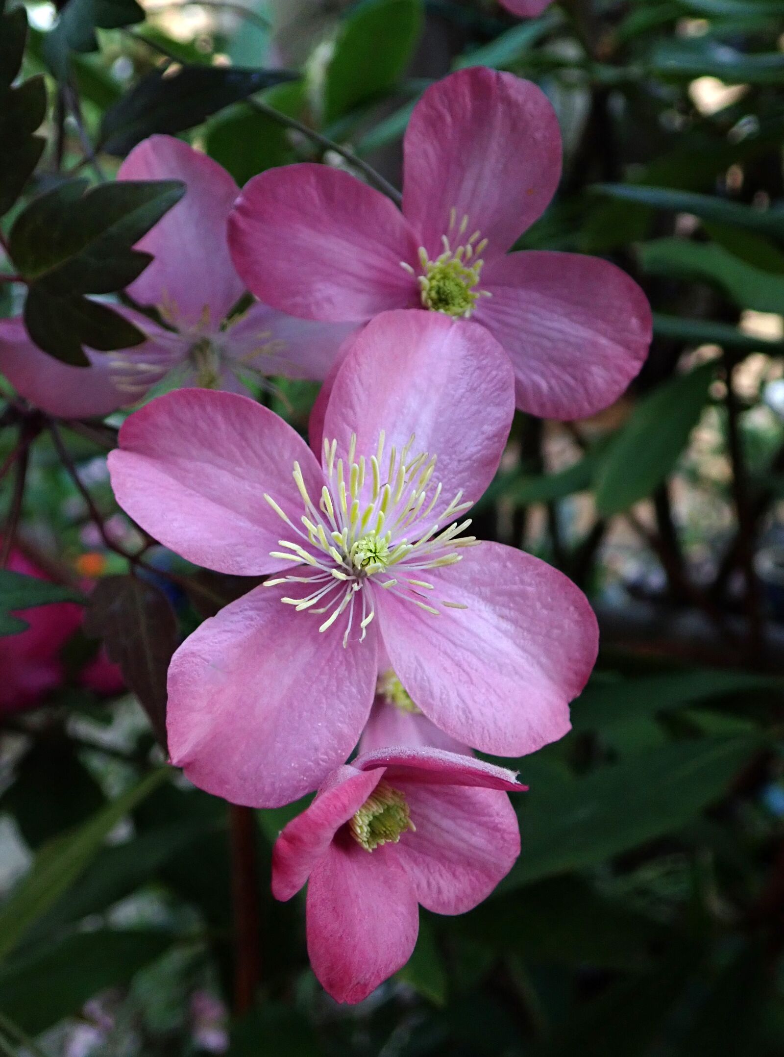 Olympus TG-5 sample photo. Clematis, pink, flower photography