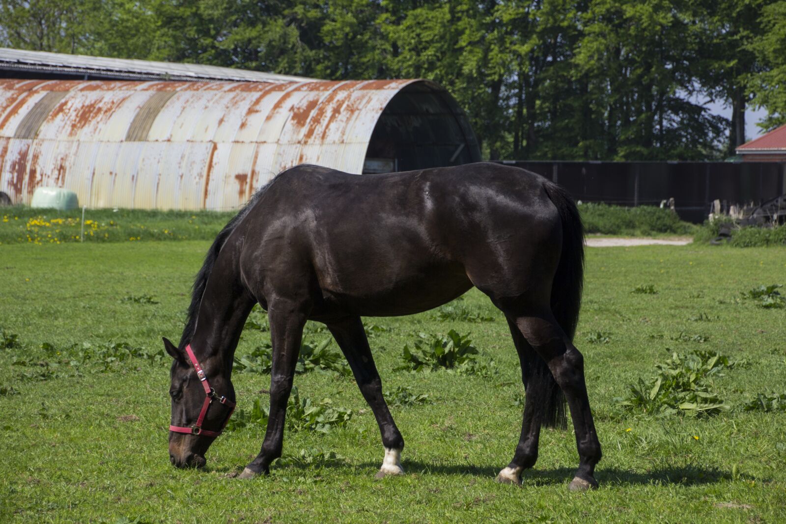 Canon EOS 60D sample photo. Horse, animal, friendship photography