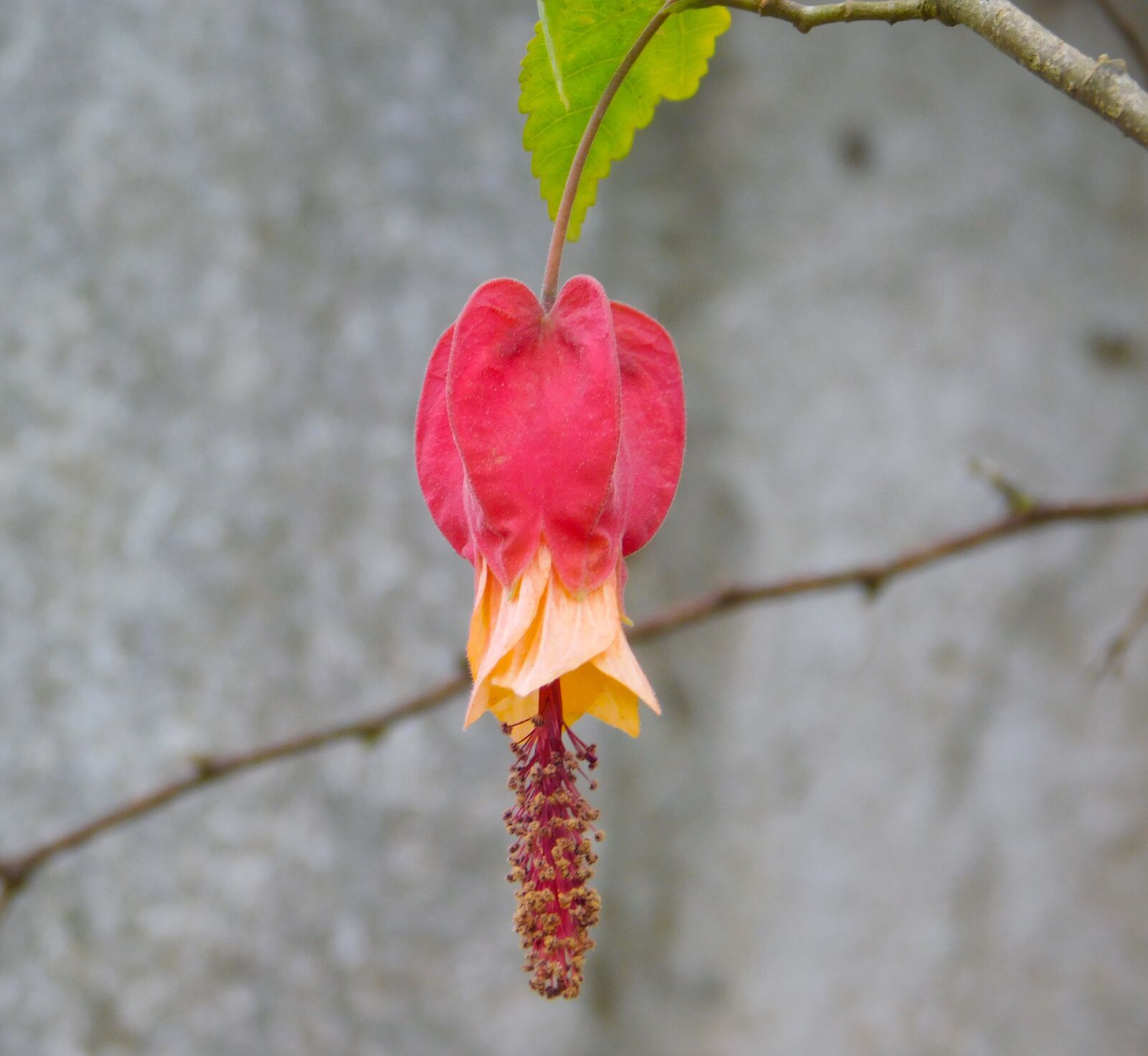 Nikon Coolpix L840 sample photo. Flower, red, bell photography