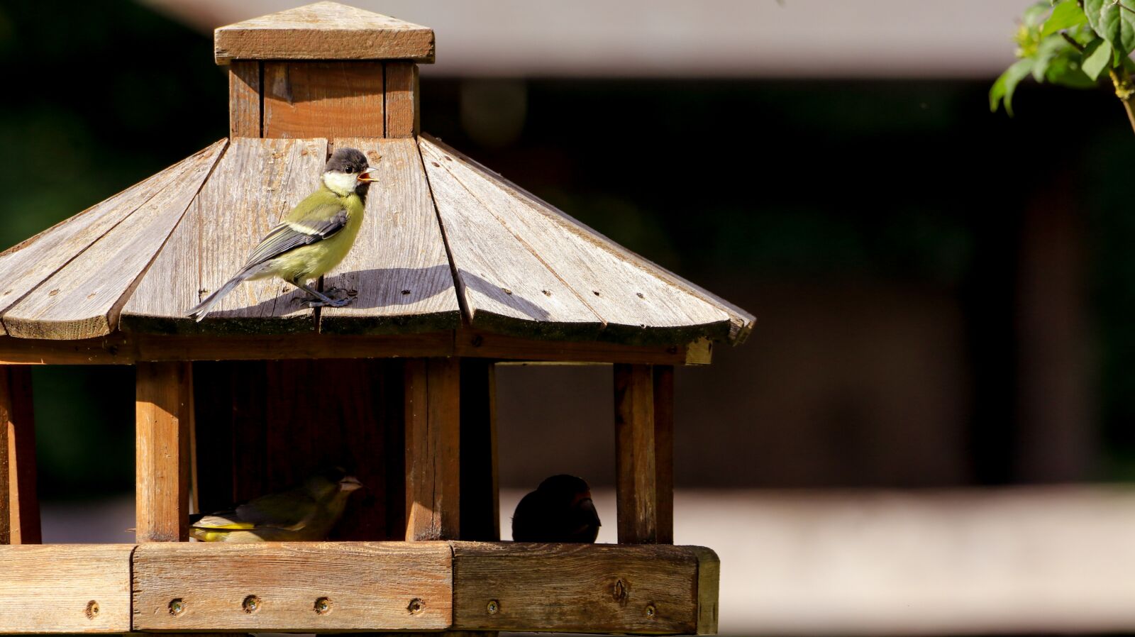 150-600mm F5-6.3 DG OS HSM | Contemporary 015 sample photo. Tit, chirp, tweet photography